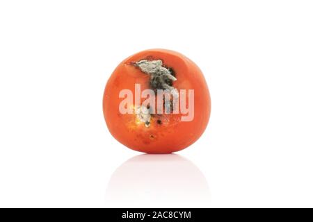 Ein ganzes abgestanden rote Tomaten auf weißem Hintergrund Stockfoto