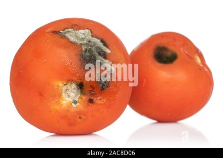 Gruppe von zwei ganze abgestanden rote Tomate mit Schimmel auf weißem Hintergrund Stockfoto