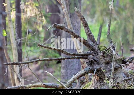 Wurzeln eines gefallenen Baum im Wald in der Nähe von Röskär, Vaxholm, Schweden Stockfoto