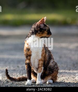 Farbige Cornish Rex Katze sitzt auf Schotter und Suchen Stockfoto
