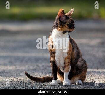 Farbige Cornish Rex Katze sitzt auf Schotter und Suchen Stockfoto