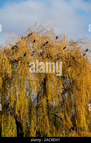 Schwarze Krähen neben der Themse in einer Weide in twickenham fotografiert, West London Großbritannien am Tag einen klaren, kalten Winter. Stockfoto