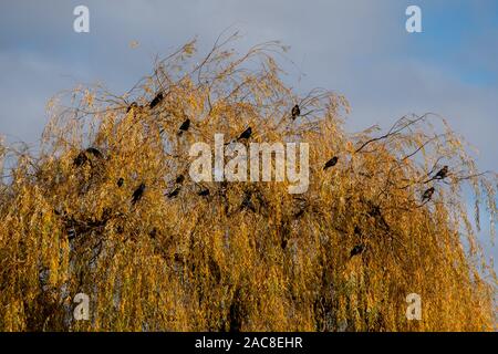 Schwarze Krähen neben der Themse in einer Weide in twickenham fotografiert, West London Großbritannien am Tag einen klaren, kalten Winter. Stockfoto