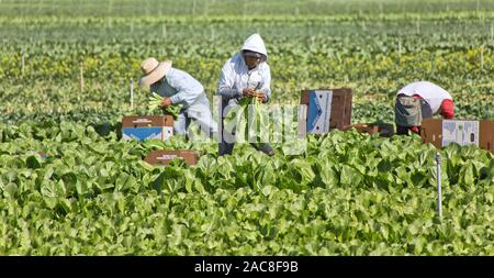 Arbeitnehmer Ernte & Verpackung" Yau Choy', wählen Sie Chinesisch/asiatischen Gemüse, Ende Oktober. Stockfoto