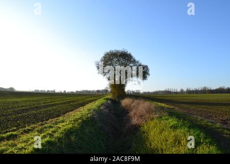 Ein einsamer Baum steht zwischen Feldern auf einem Graben in der Nähe von pentlow und Cavendish an einem klaren Winter. Auf der beliebten Clare zu Cavendish Rundweg Stockfoto