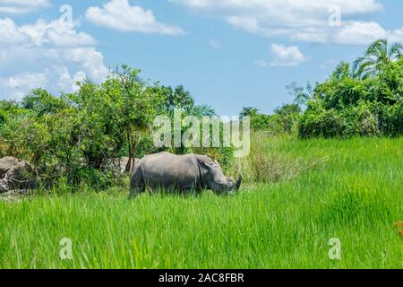 Südliches Breitmaulnashorn (südliche Nashörner, Rhinocerotidae))), Ziwa Rhino Sanctuary, Nakasongola Viertel, Central Uganda Stockfoto