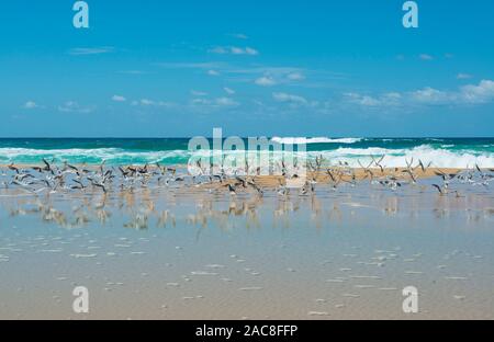 Mehr crested Terns (Thalasseus bergii), große Herde im Water's Edge. Fraser Island, Queensland, Australien Stockfoto