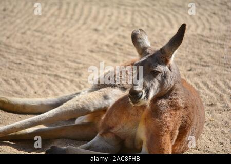 Ein Känguru ruht auf dem Sand Stockfoto