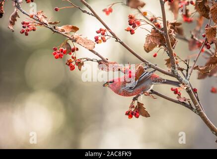 Pine grosbeak, Pinicola enucleator, männliche Vogel Fütterung auf Sorbus Beeren Stockfoto