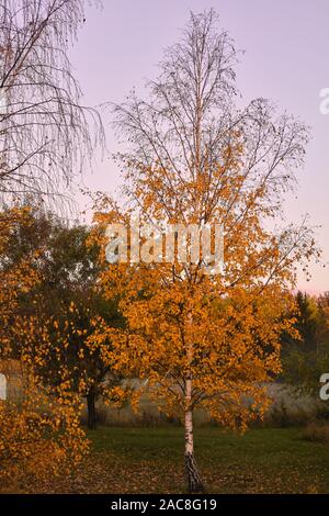 Birch tree on Röskär, Vaxholm, Sweden Stockfoto