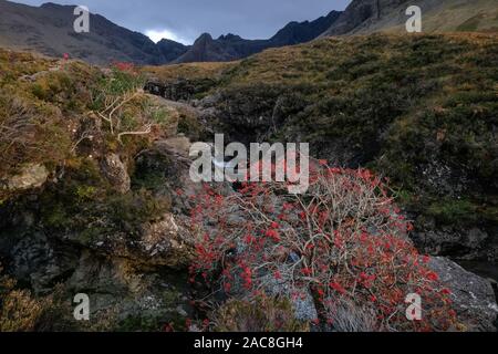 Rowan Tree mit roten Beeren an Fee Pool, Isle of Skye, Schottland, Großbritannien Stockfoto