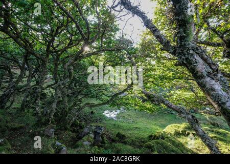 Kleiner Wald in Fairy Glen, Isle of Skye, Schottland Stockfoto