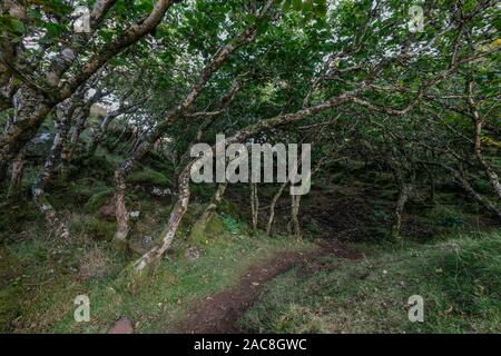 Fußweg bei Fairy Glen, Isle of Skye, Schottland, Großbritannien Stockfoto