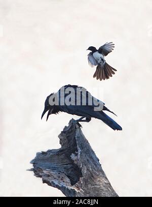 Silhouette einer Torresian Krähen (Corvus orru) von einem Willie Bachstelze (Rhipidura leucophrys), New South Wales, NSW, Australien, Stockfoto