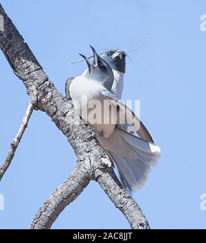 Zwei maskierte Woodswallow (Artamus personatus) Verpaarung. Das Männchen hat einen kleinen Zweig anbieten. Gundabooka National Park, New South Wales, NSW, Australien Stockfoto