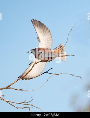 Weiß der tiefsten Woodswallos (Artamus Gundabooka Superciliosus) Paarung, National Park, New South Wales, NSW, Australien Stockfoto