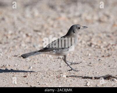 Ein Jacky Winter (Microeca fascinans) springen aus dem Boden, Gundabooka National Park, New South Wales, NSW, Australien Stockfoto