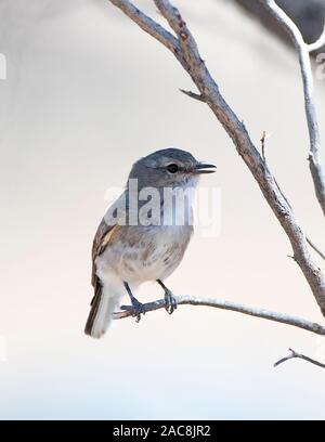 Ein Jacky Winter (Microeca fascinans) mit offenem Schnabel auf einem Ast sitzend, Gundabooka National Park, New South Wales, NSW, Australien Stockfoto