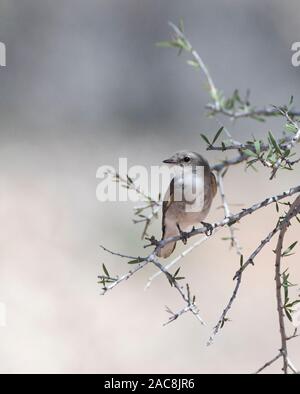 Ein Jacky Winter (Microeca fascinans) auf einem Busch gehockt, Gundabooka National Park, New South Wales, NSW, Australien Stockfoto