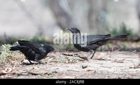 White-winged Alpenkrähe (Corcorax melanorhamphos) auf dem Boden, Queensland, Queensland, Australien Stockfoto