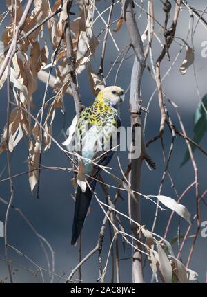 Blass - vorangegangen Rosella (adscitus Platycercus) in einem Baum gehockt, Queensland, Queensland, Australien Stockfoto