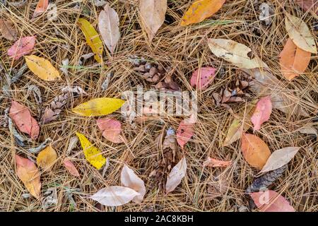 White Pine (Pinus strobus) und Wild Cherry Blätter (Prunus) Wald, Herbst, Minnesota, USA, von Dominique Braud/Dembinsky Foto Assoc Stockfoto