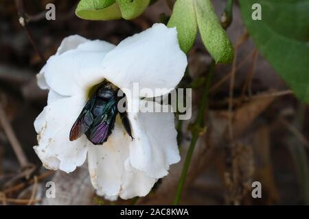 Eine Zimmermannsbiene (Xylocopa latipes), die in das weiße Blütenblatt gelangt, um Nektar zu sammeln. Boyolali, Zentraljava, Indonesien Stockfoto