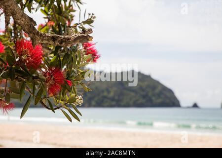 Ein pohutukawa Baum in Blüte mit Blick auf einen wunderschönen Neuseeland Strand in der Coromandel Halbinsel an einem heißen Sommertag. Stockfoto