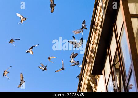 Eine Herde von Tauben Landung auf dem Dach eines alten Hauses an einem sonnigen Herbsttag Stockfoto