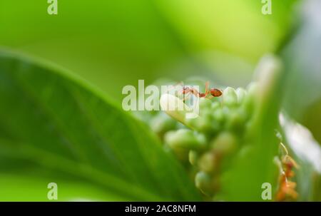 Ant Aktion stehen auf Noni Frucht oder Morinda Citrifolia / Close up Fire ant Spaziergang makro Insekt in der Natur red ant Schuß ist sehr klein selektiven Fokus Stockfoto