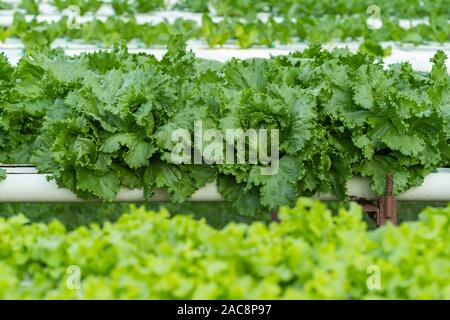 Grüner Salat hydrokulturpflanzen Gemüseanbau Stockfoto