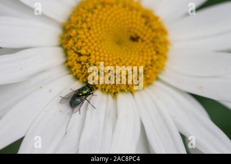 Grün auf Daisy Makro Nahaufnahme Fliegen Stockfoto