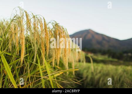 Ohren der reift die Ernte von Reis. Landwirtschaft Erntezeit Konzept. Beliebte Müsli in Asien, berühmten reisterrassen mit unscharfen Berge im Hintergrund. Stockfoto