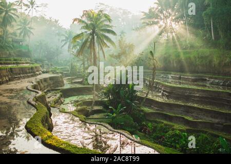 Schönen Sonnenaufgang über den berühmten balinesischen Sehenswürdigkeit Tegalalang Reisterrassen. Magic Sonnenstrahlen, tolles Licht. Zu Bali Travel Concept herzlich Willkommen. Stockfoto