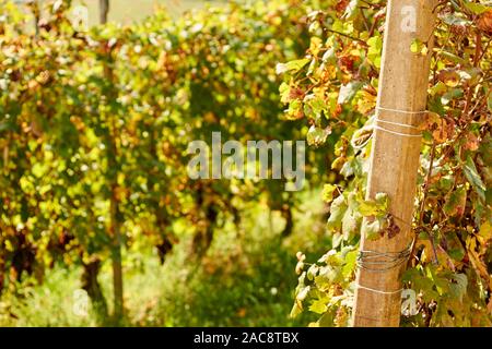 Dolcetto Trauben in der Langhe in Piemont, Italien Stockfoto