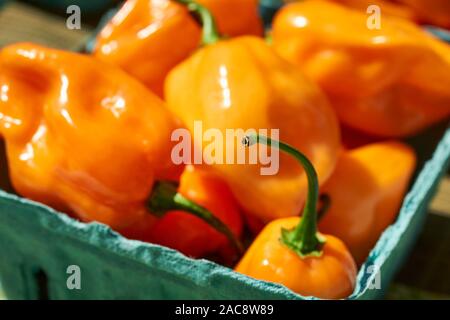 Ein Korb mit frischem Hellorange, Scotch Bonnet peppers an einer Pennsylvania Farm stand Stockfoto