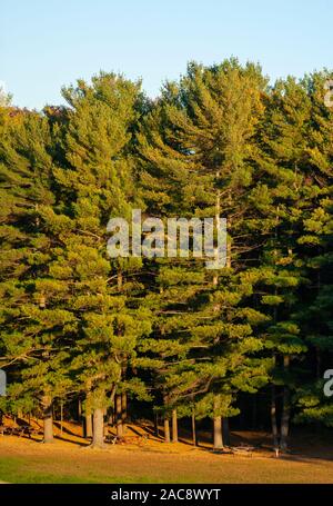 Östlicher weißer Kiefernwald in einem warmen Oktober Sonnenuntergang Licht, mit Picknick-Tischen und Grill darunter. Hopkinton State Park, MA, USA Stockfoto