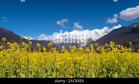 Peking, China. 27 Nov, 2019. Foto an November 27, 2019 zeigt Cole Blumen in Tunbai Dorf Mainling County in Nyingchi getroffen, im Südwesten Chinas Tibet autonomen Region. Credit: Li Zhenyu/Xinhua/Alamy leben Nachrichten Stockfoto