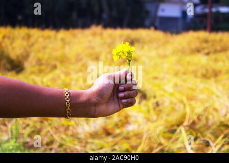 Portrait von Mädchen Hand hält Senf gelbe Blüten Stockfoto