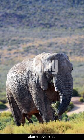 Elefanten bei der Aquila Game Reserve, Western Cape, Südafrika Stockfoto