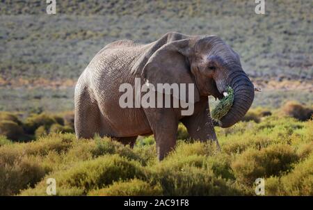 Elefanten bei der Aquila Game Reserve, Western Cape, Südafrika Stockfoto