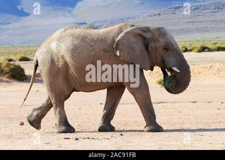 Elefanten bei der Aquila Game Reserve, Western Cape, Südafrika Stockfoto