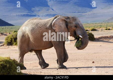 Elefanten bei der Aquila Game Reserve, Western Cape, Südafrika Stockfoto