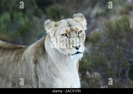 Eine Löwin auf der Aquila Game Reserve, Western Cape, Südafrika Stockfoto