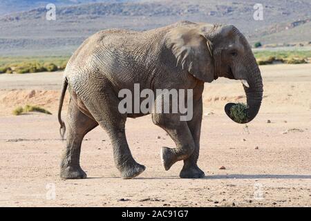 Elefanten bei der Aquila Game Reserve, Western Cape, Südafrika Stockfoto