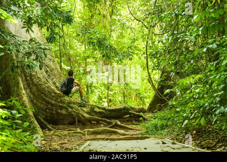 Atemberaubende Aussicht von einem unbekannten Reisenden sitzen auf einem großen Baum Wurzel in der Mitte von einem Gehweg, der durch den Taman Negara National Park läuft. Stockfoto