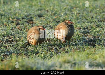 Zwei atemberaubenden Red-Legged Rebhuhn, alectoris Rufa, stehend auf eisige Gras in einem Feld. An einem kalten, nebligen, frostigen Winter morgen in Großbritannien. Stockfoto