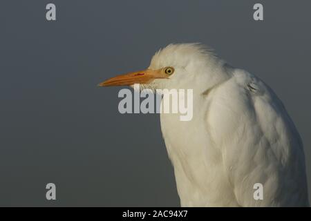 Ein Kopf geschossen von der atemberaubenden seltener Kuhreiher, Bubulcus ibis, in einer kalten, nebligen eisigen Wintern morgen. Stockfoto