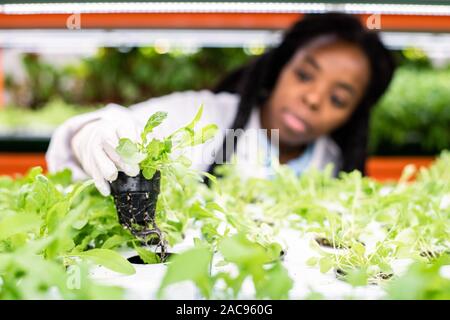 Hand des Behandschuhten afrikanischen Arbeiterin von Treibhausgasen setzen kleiner Topf mit grünen zurück Sämling im Regal Stockfoto