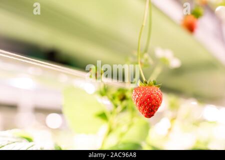 Rote reife appetitlich Erdbeere hing Eines der Regale im Gewächshaus auf dem Hintergrund der blühenden Pflanzen Stockfoto